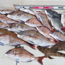 松本釣船２ 釣果