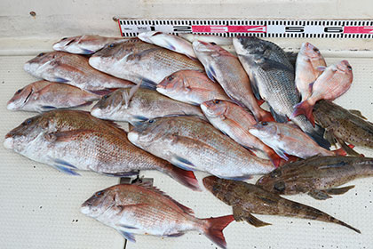 松本釣船２ 釣果