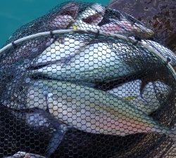 本部釣りイカダ 釣果