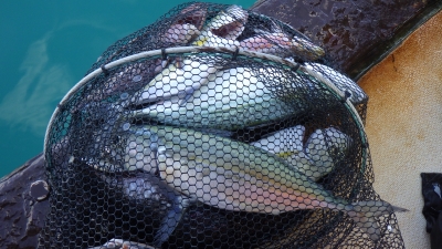 本部釣りイカダ 釣果