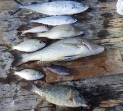 本部釣りイカダ 釣果