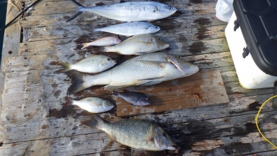 本部釣りイカダ 釣果