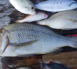 本部釣りイカダ 釣果