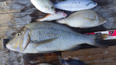 本部釣りイカダ 釣果