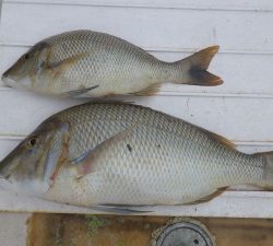 本部釣りイカダ 釣果