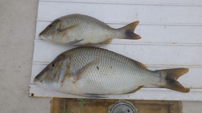 本部釣りイカダ 釣果
