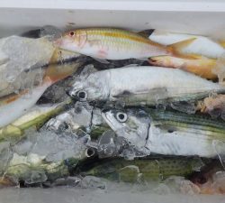 本部釣りイカダ 釣果