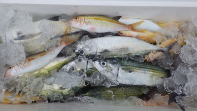 本部釣りイカダ 釣果