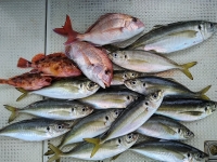 おおせき丸 釣果