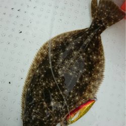 マタウマリンサービス 釣果