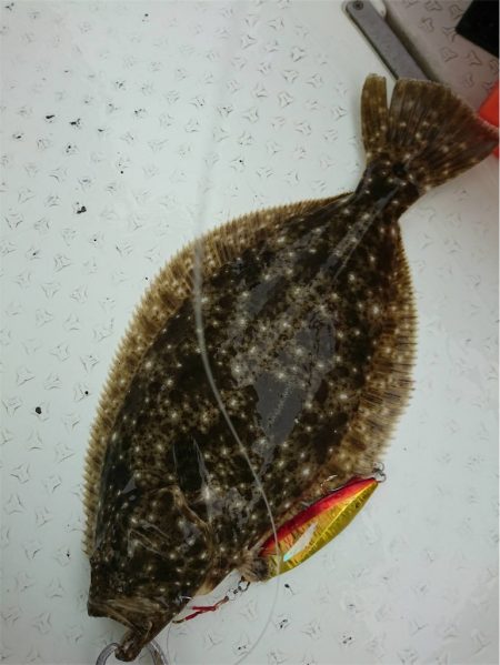 マタウマリンサービス 釣果