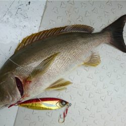 マタウマリンサービス 釣果