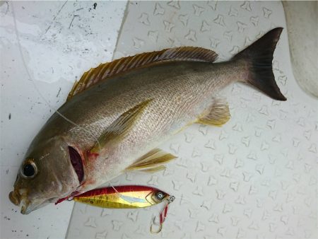 マタウマリンサービス 釣果