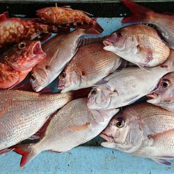 明神釣船 釣果
