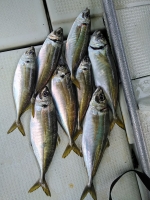 おおせき丸 釣果