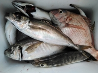 おおせき丸 釣果