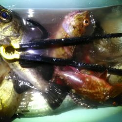 横内丸 釣果