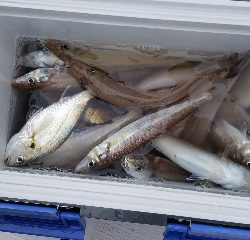 内浜丸 釣果