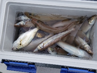 内浜丸 釣果