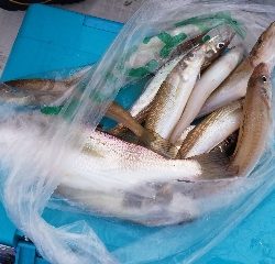 内浜丸 釣果
