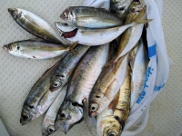 おおせき丸 釣果