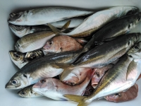 おおせき丸 釣果