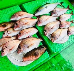 利弥丸(としやまる) 釣果