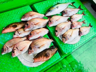 利弥丸(としやまる) 釣果