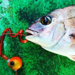 利弥丸(としやまる) 釣果