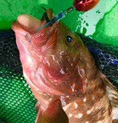 利弥丸(としやまる) 釣果