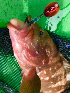 利弥丸（としやまる） 釣果