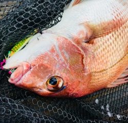 利弥丸(としやまる) 釣果
