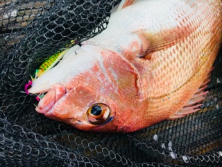 利弥丸(としやまる) 釣果