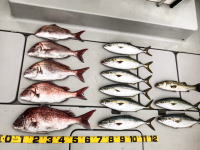 オーシャンマスター 釣果