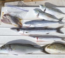 本部釣りイカダ 釣果