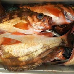 モンロー号 釣果