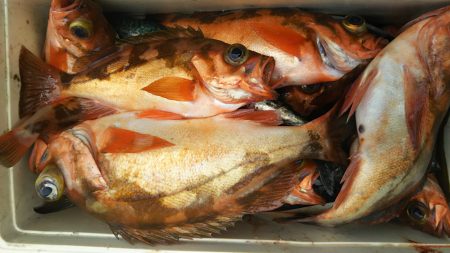 モンロー号 釣果