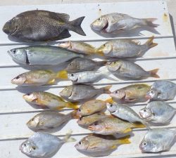 本部釣りイカダ 釣果