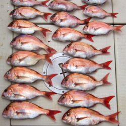 来温丸(らいおんまる) 釣果