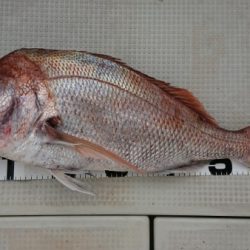 オーフリー 釣果