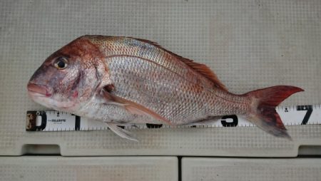 オーフリー 釣果