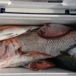 オーフリー 釣果