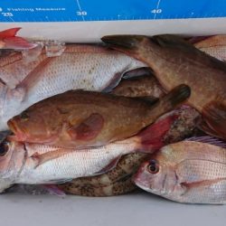 オーフリー 釣果