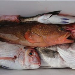 オーフリー 釣果