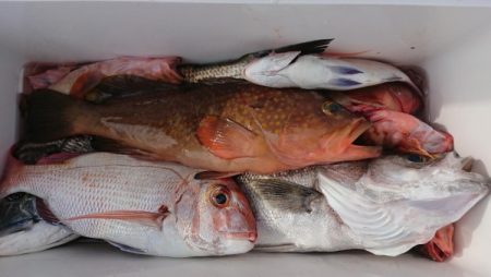 オーフリー 釣果