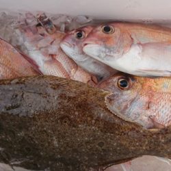 オーフリー 釣果