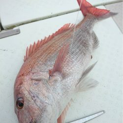 マタウマリンサービス 釣果