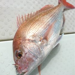 マタウマリンサービス 釣果