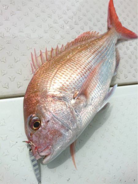 マタウマリンサービス 釣果