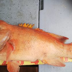 第二常豊丸 釣果